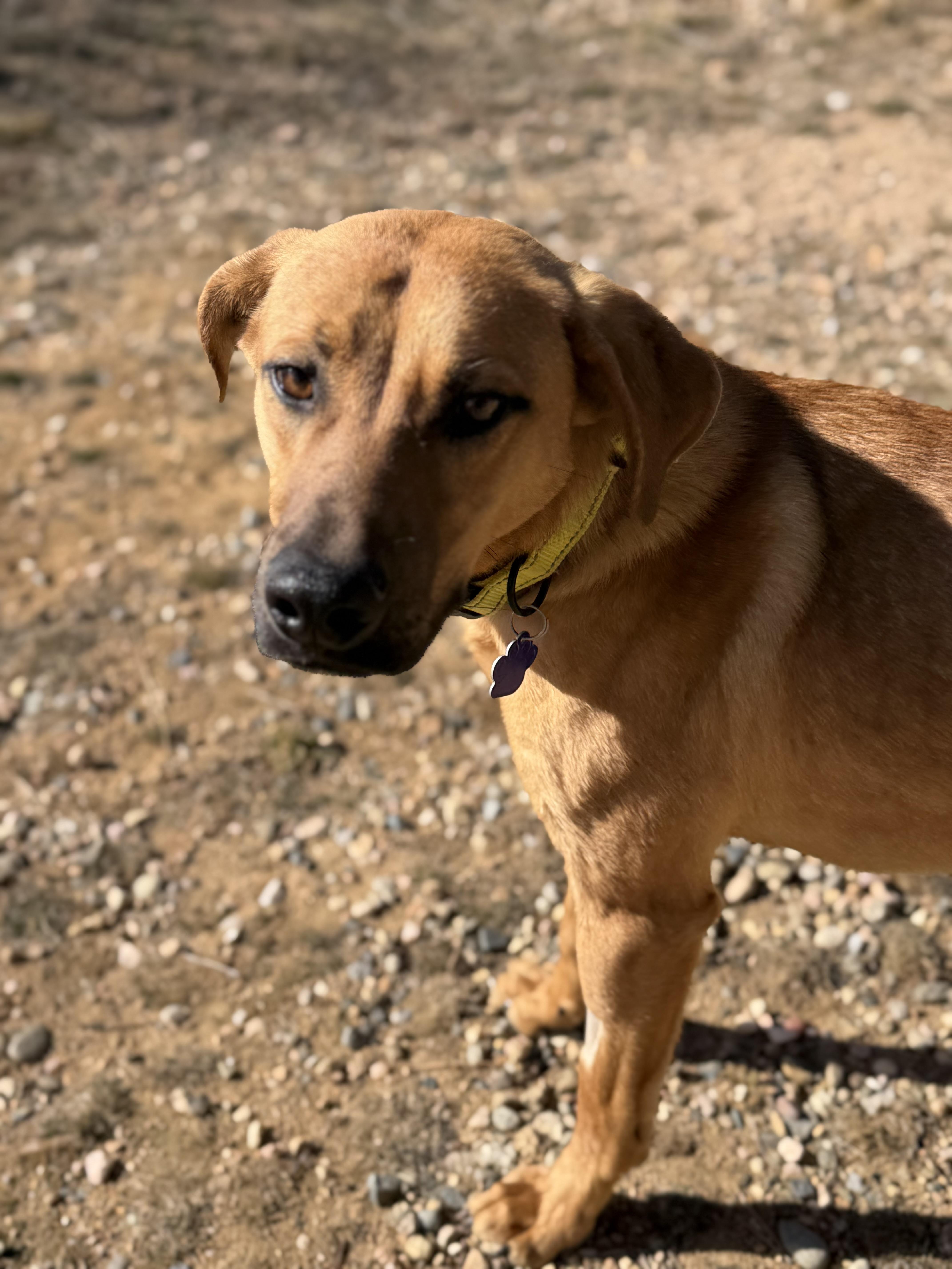 Enlarge Russ, an adopted mixed breed in Loveland, CO image 1/5