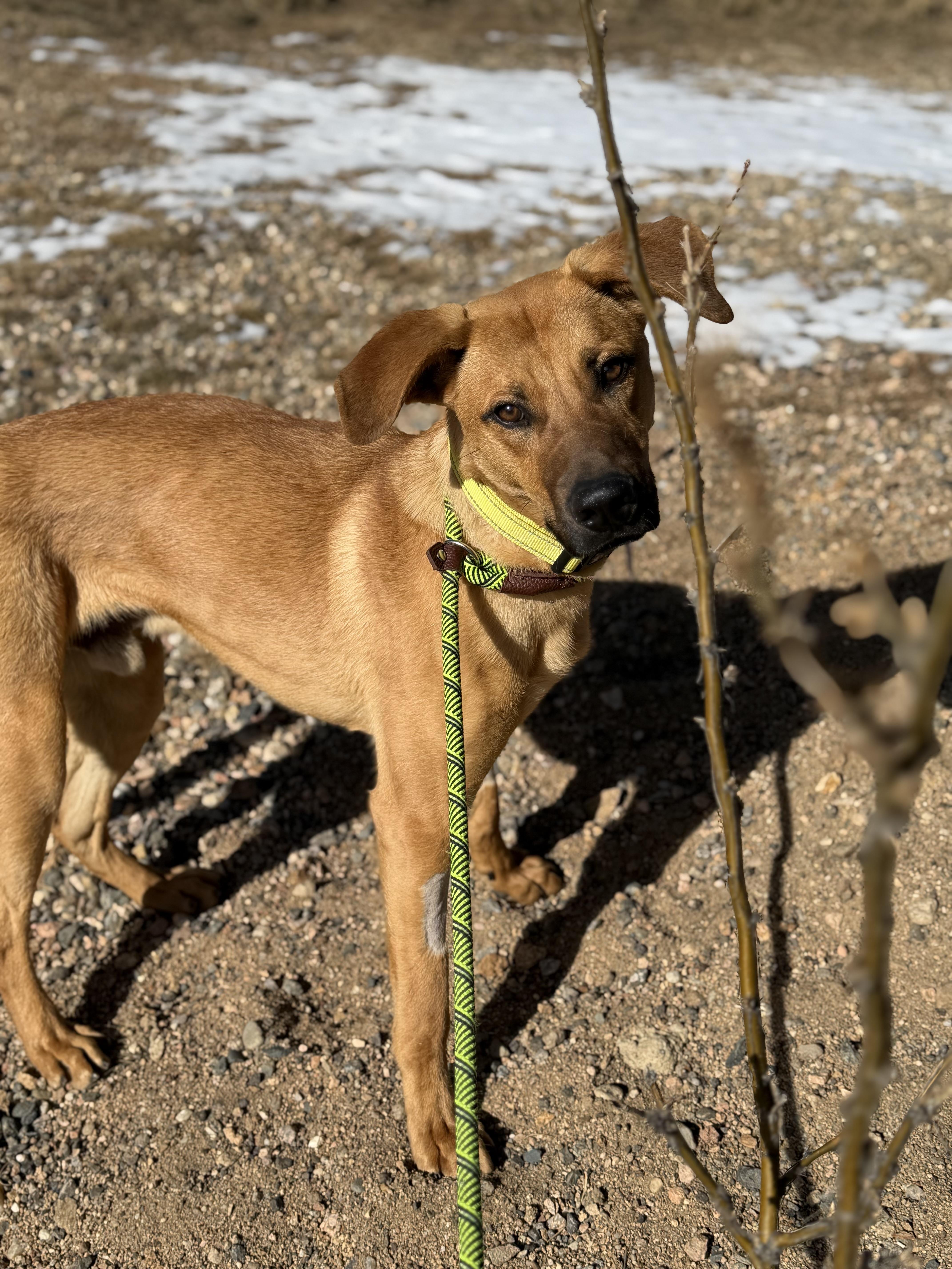 Enlarge Russ, an adopted mixed breed in Loveland, CO image 2/5