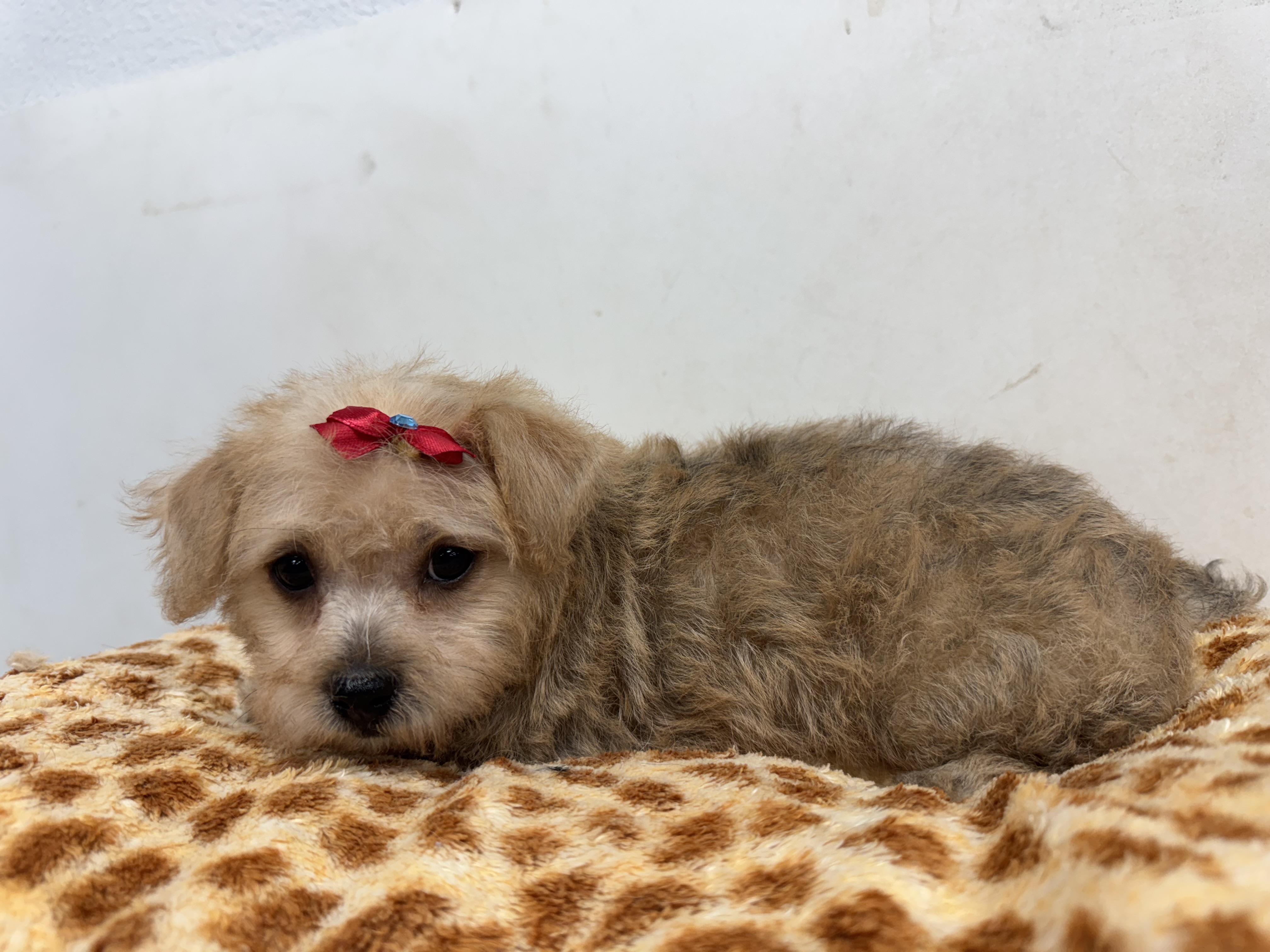 Melody, an adoptable Maltipoo, Shih Tzu in ontario, CA, 91762 | Photo Image 1