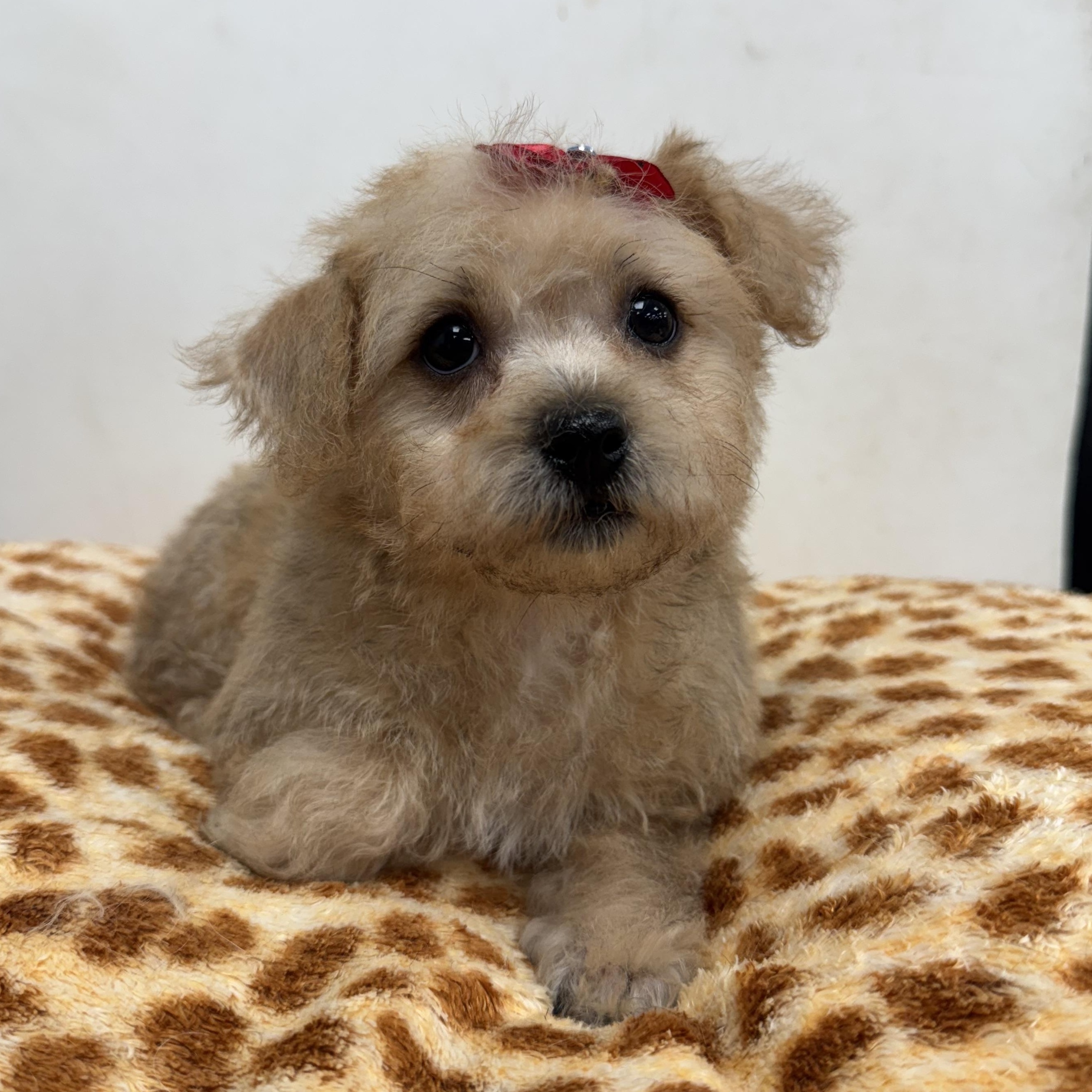 Melody, an adoptable Maltipoo, Shih Tzu in ontario, CA, 91762 | Photo Image 2