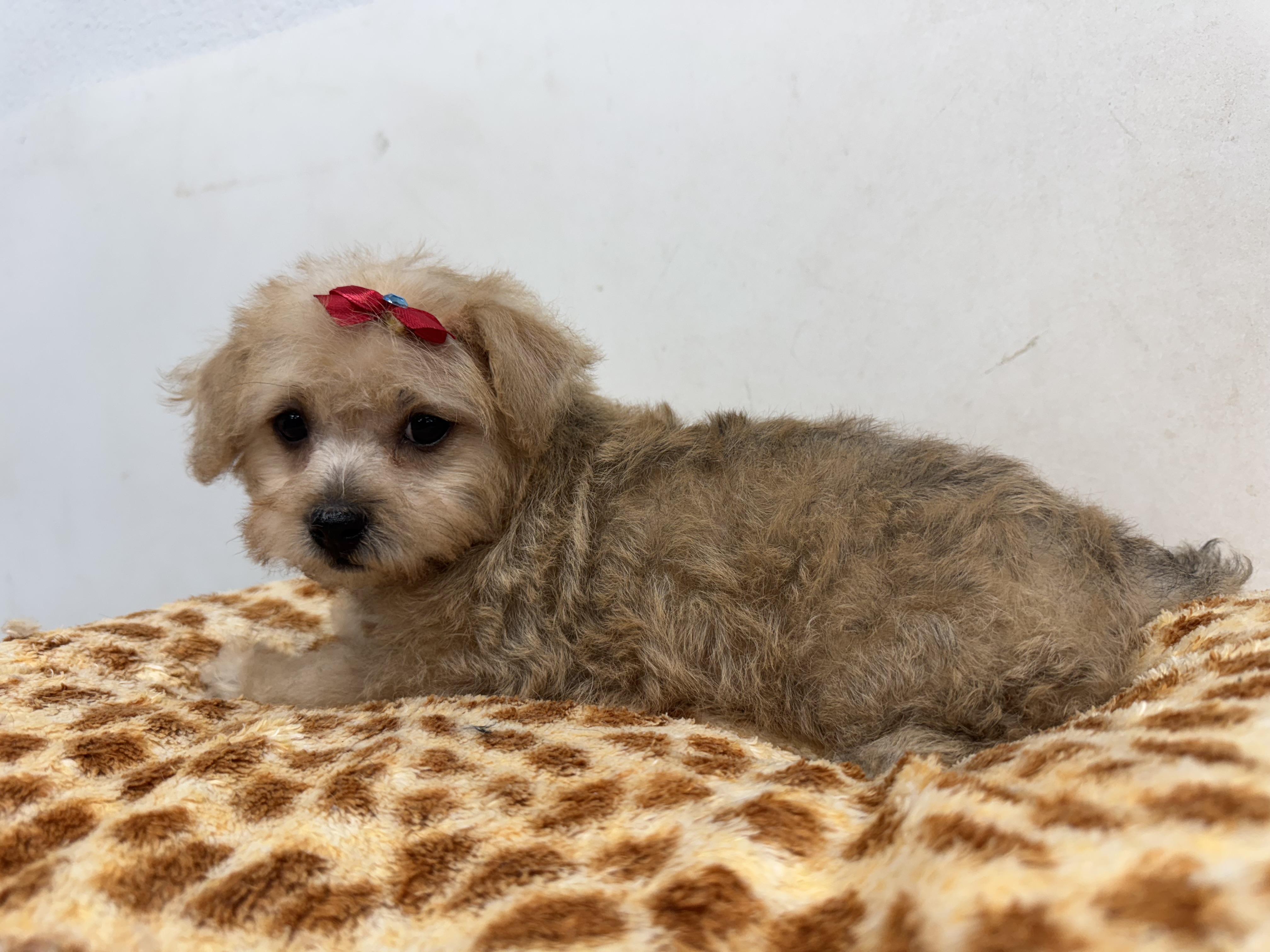 Melody, an adoptable Maltipoo, Shih Tzu in ontario, CA, 91762 | Photo Image 5