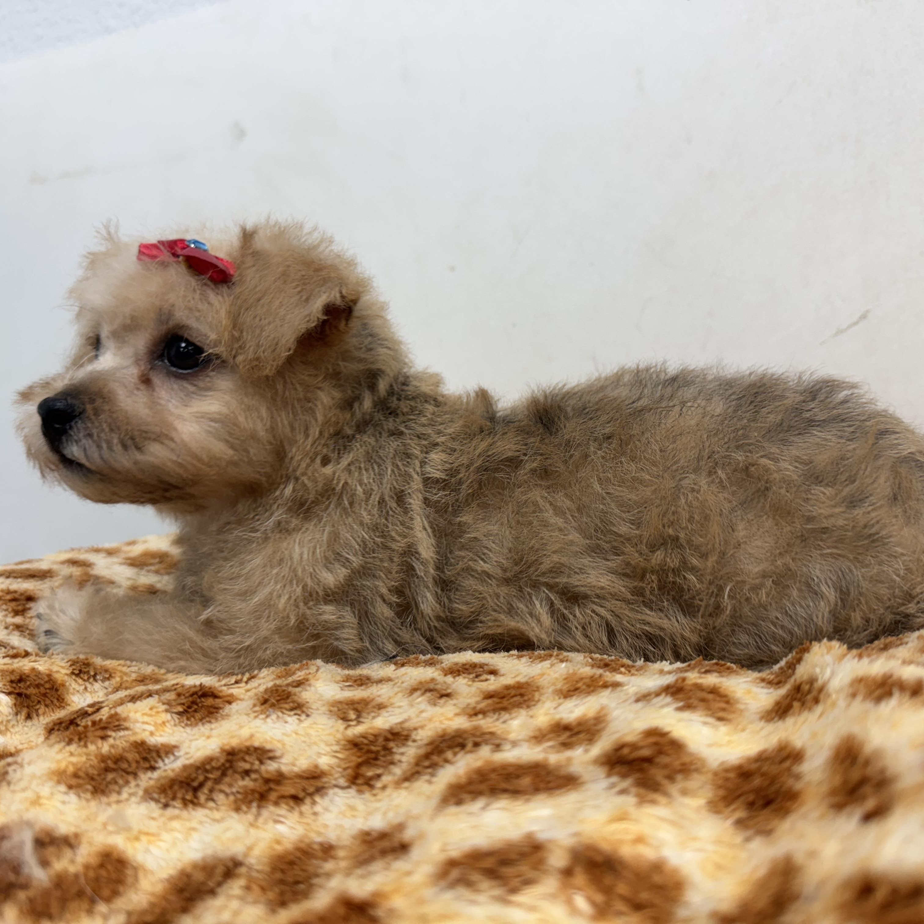 Melody, an adoptable Maltipoo, Shih Tzu in ontario, CA, 91762 | Photo Image 3