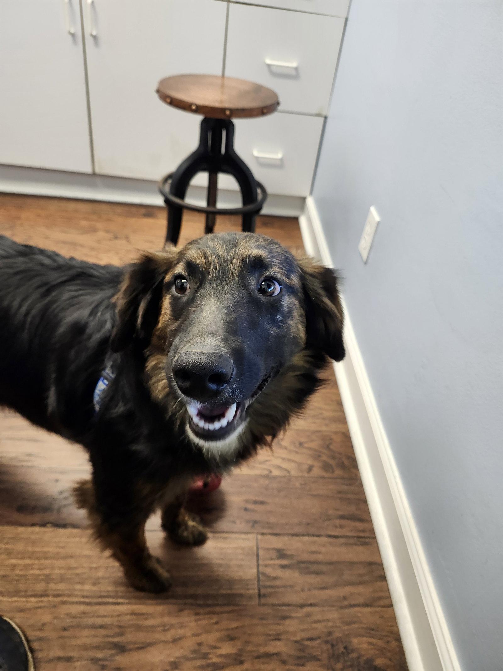 Detective Dawg, a Adoptable mixed breed in Hartselle, AL image 1/3