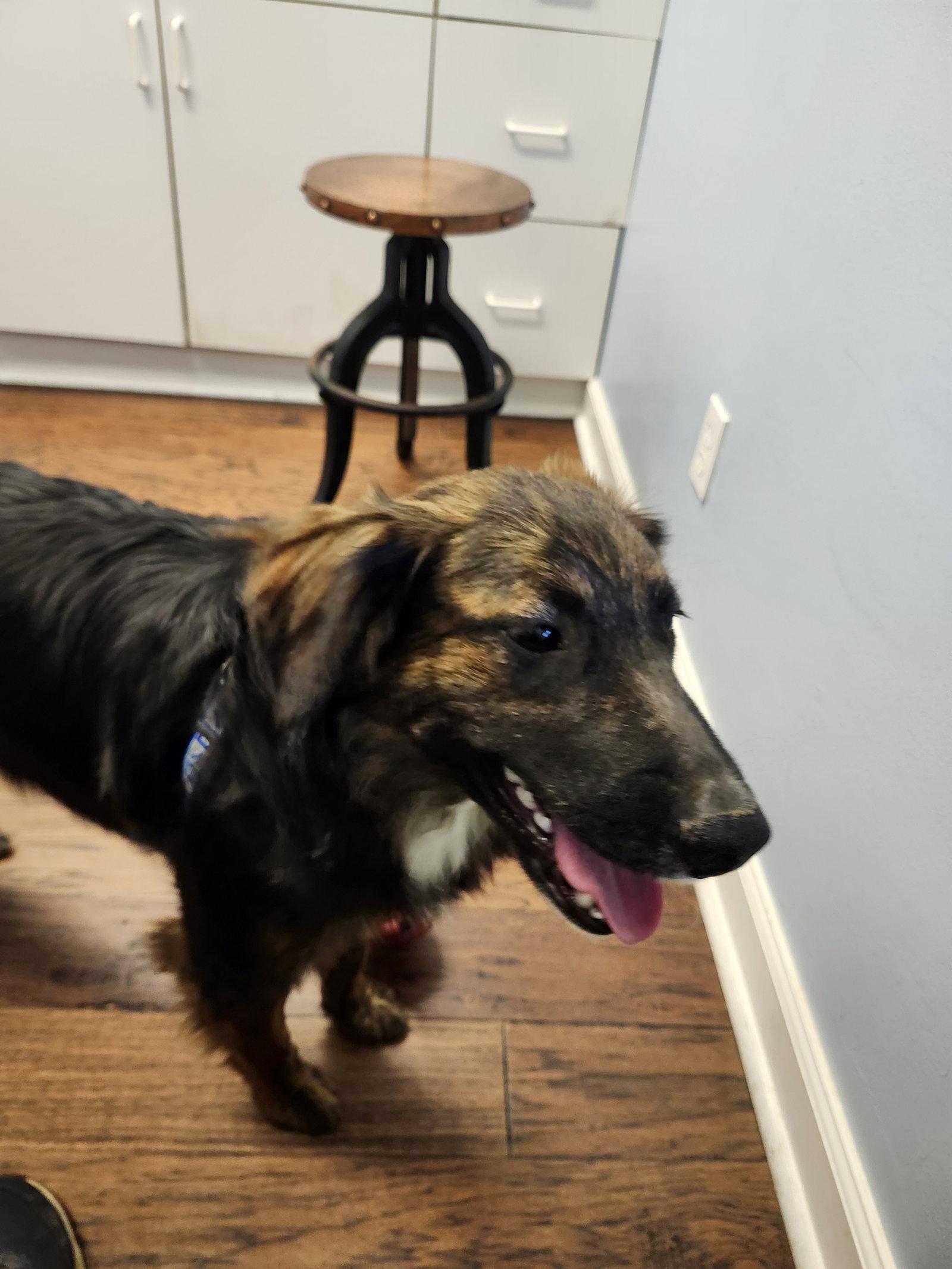 Detective Dawg, a Adoptable mixed breed in Hartselle, AL image 2/3