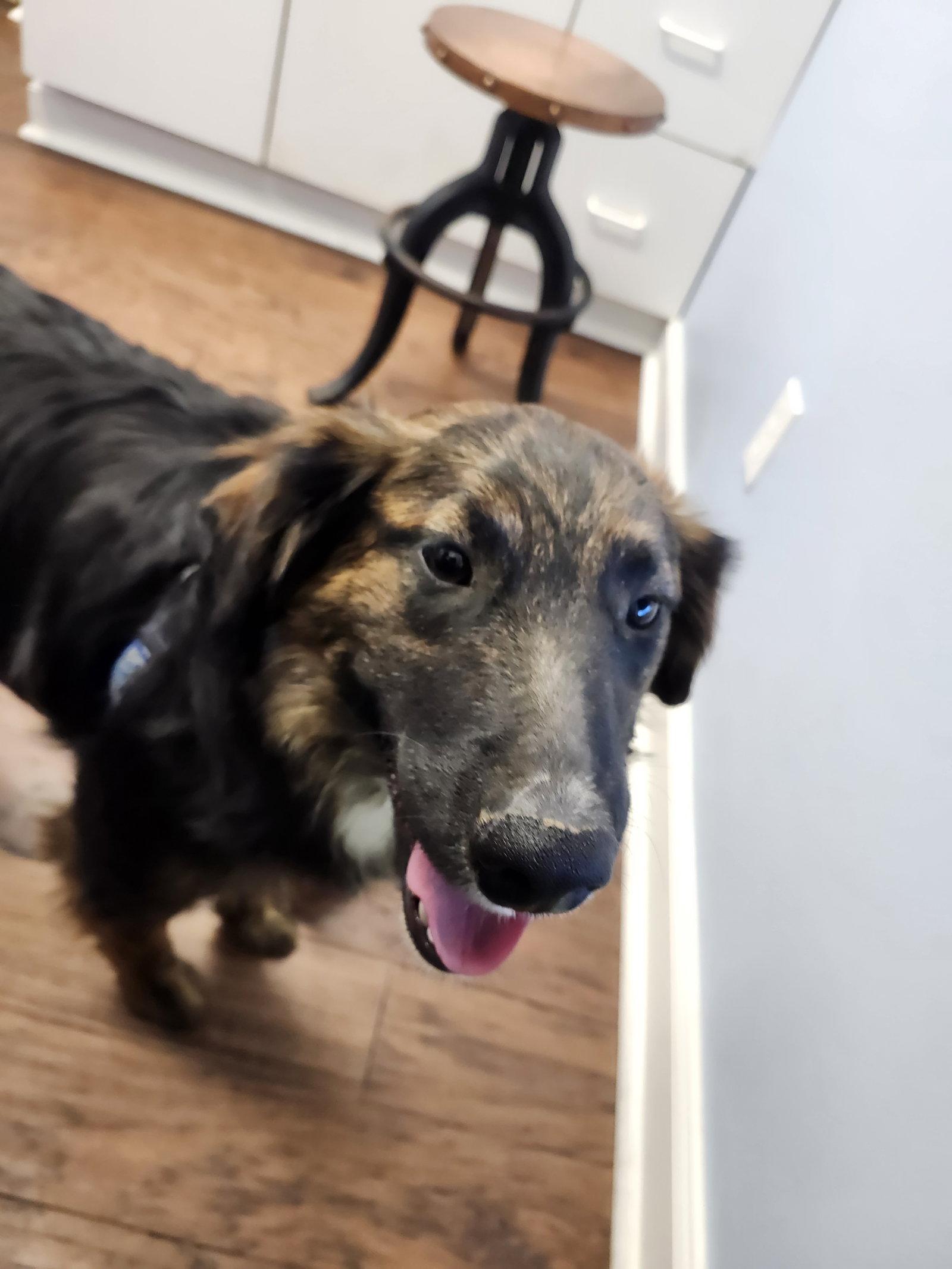 Detective Dawg, a Adoptable mixed breed in Hartselle, AL image 3/3