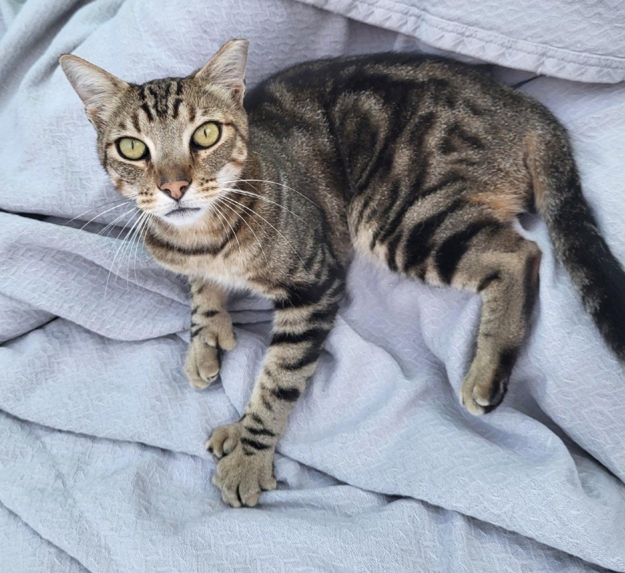 Enlarge Mr Mittens, a Adoptable Domestic Short Hair in San Jose, CA image 1/2