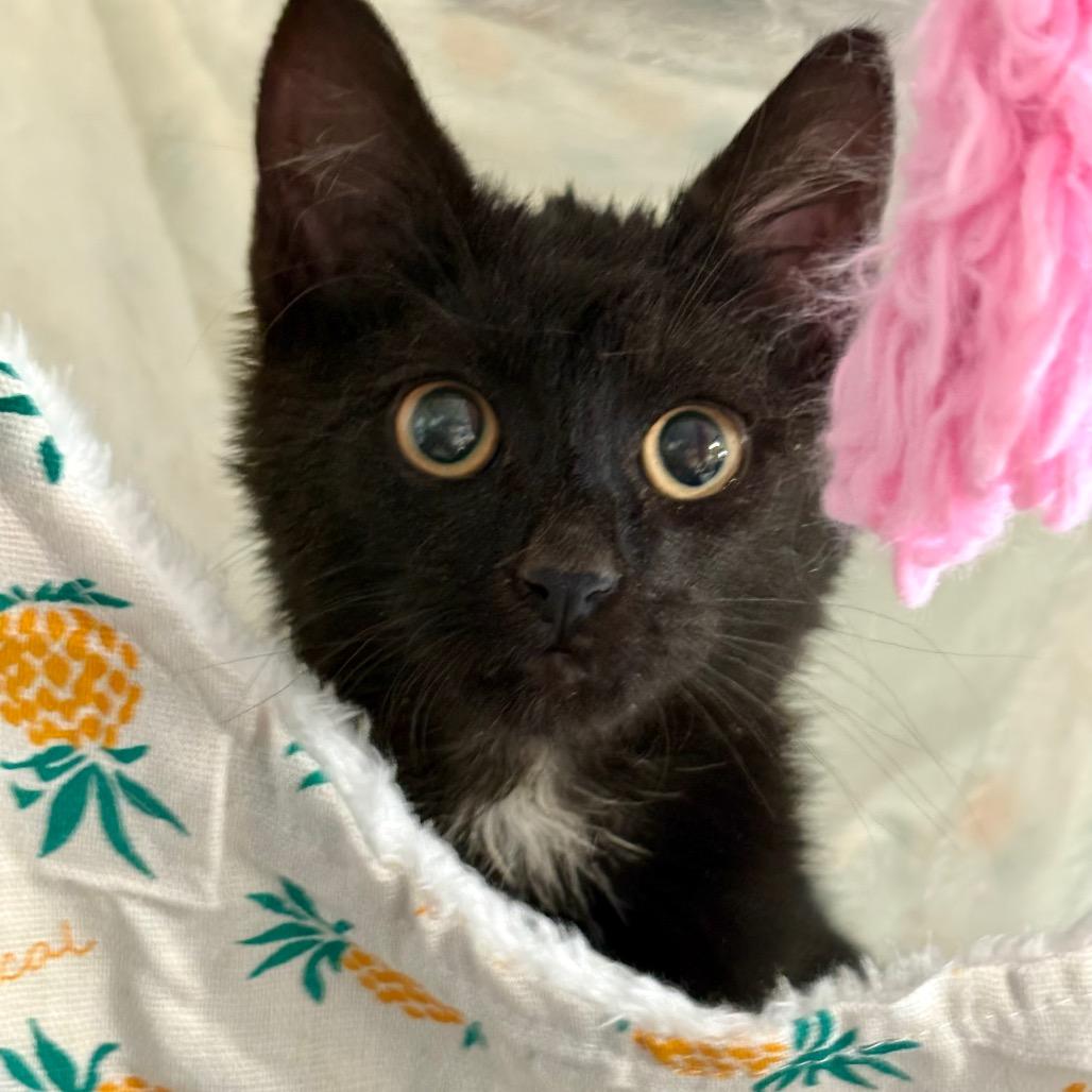 Oscar, Adoptable, Young Male Domestic Short Hair.