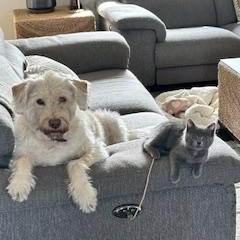 Enlarge Willow Blue, an adopted Russian Blue in Tustin, CA image 4/5