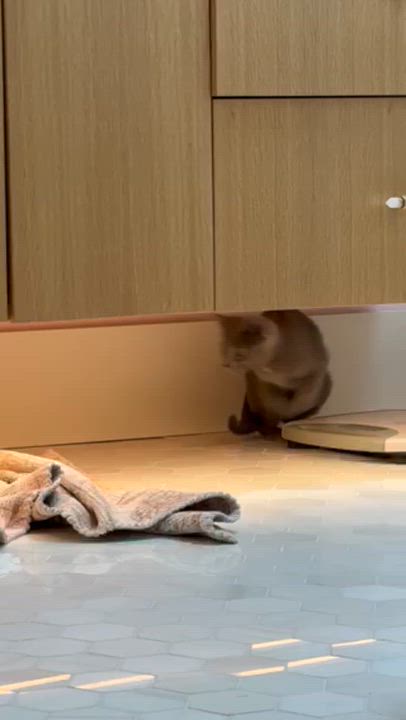 Enlarge Willow Blue, an adopted Russian Blue in Tustin, CA video 5/5