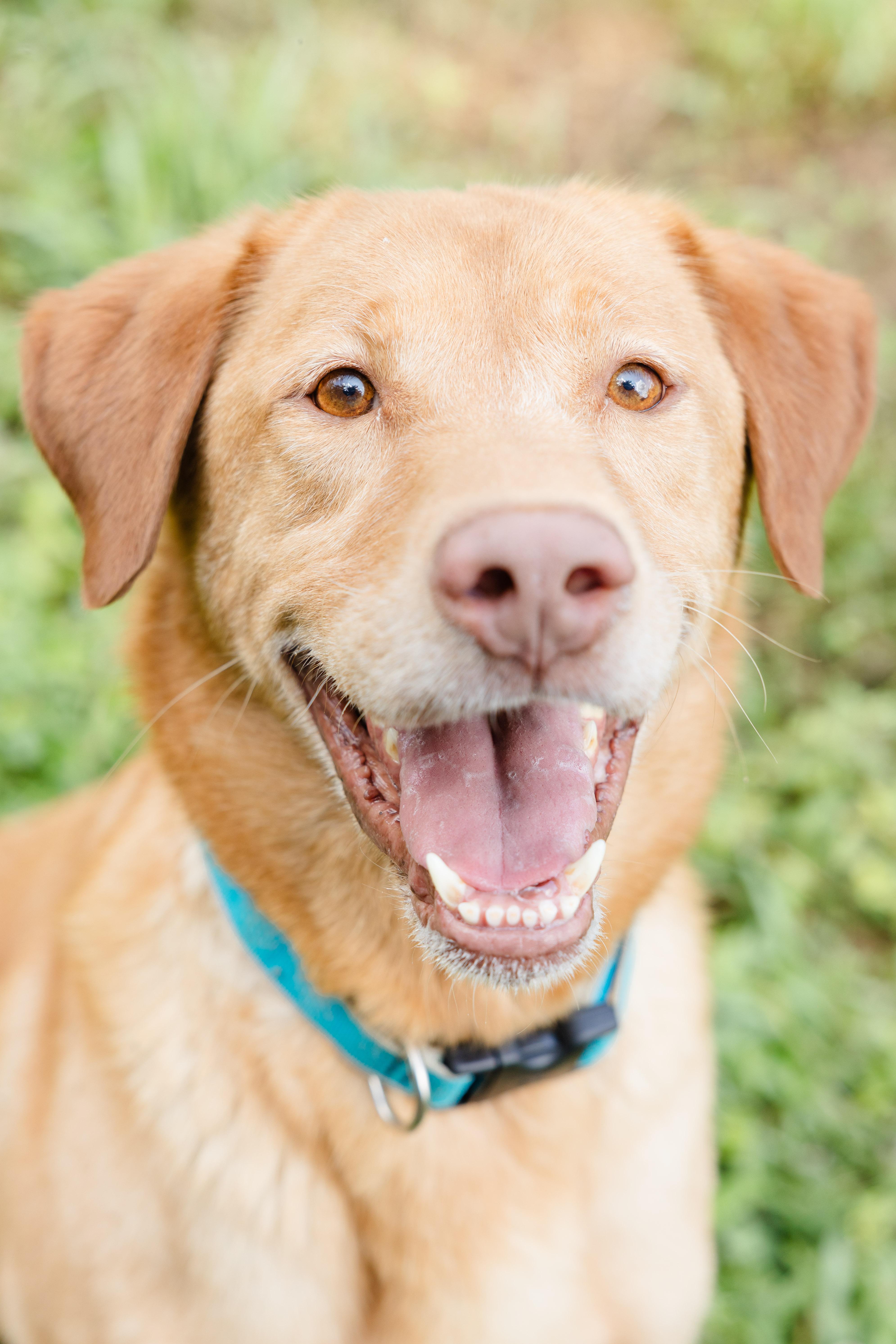 Johnny, a ADOPTABLE mixed breed in Newburgh, IN image 3/4