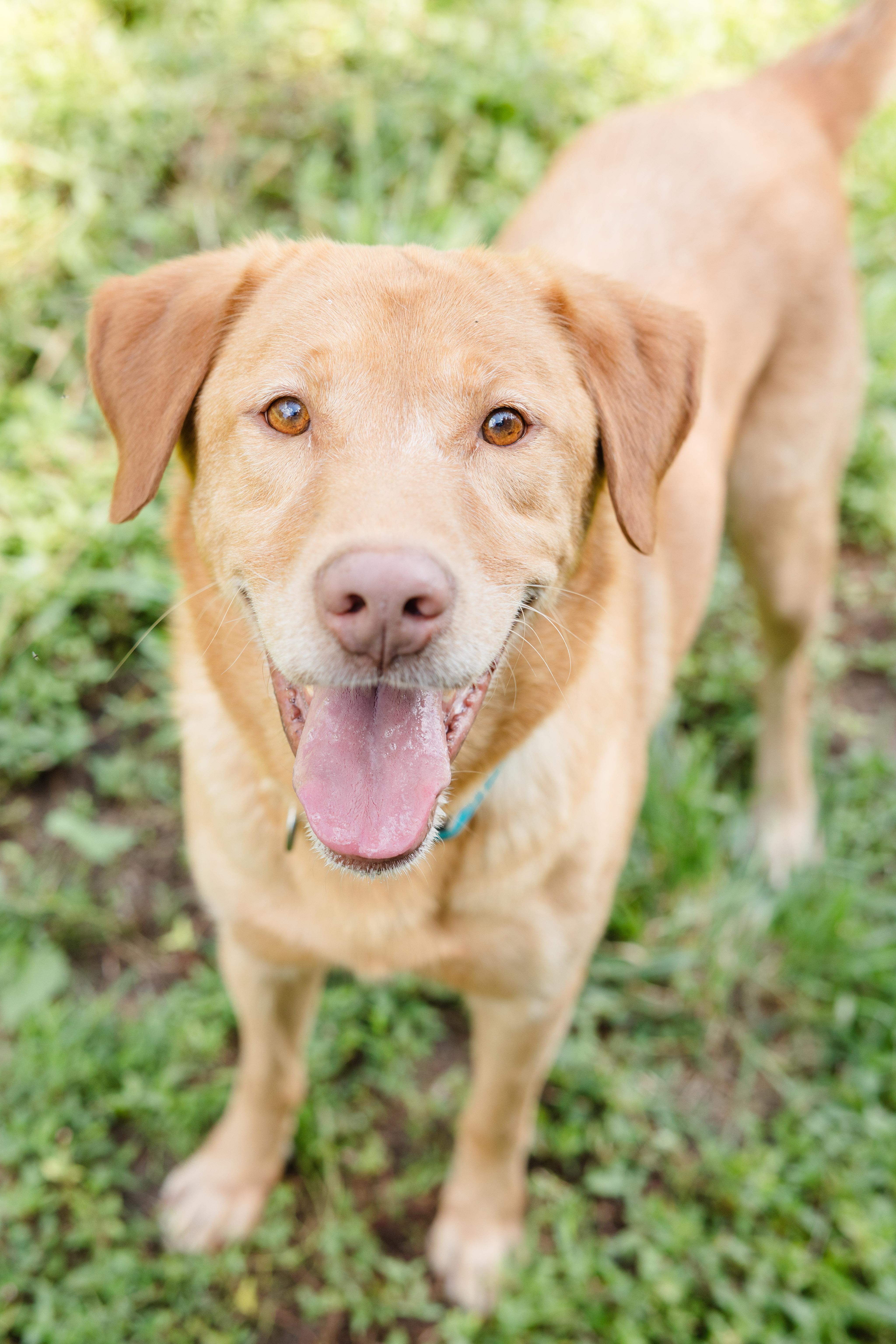 Johnny, a ADOPTABLE mixed breed in Newburgh, IN image 2/4