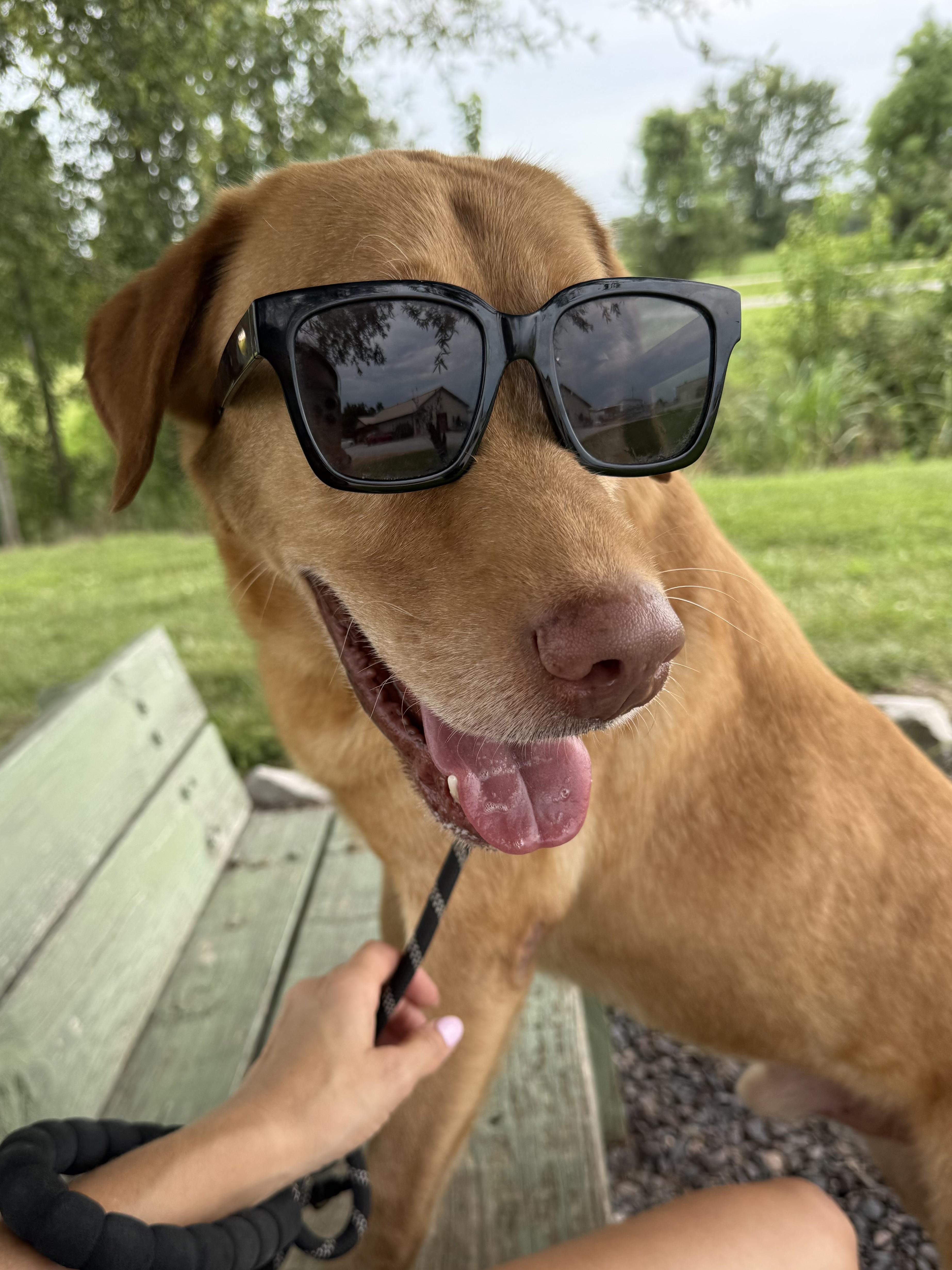 Johnny, a ADOPTABLE mixed breed in Newburgh, IN image 4/4