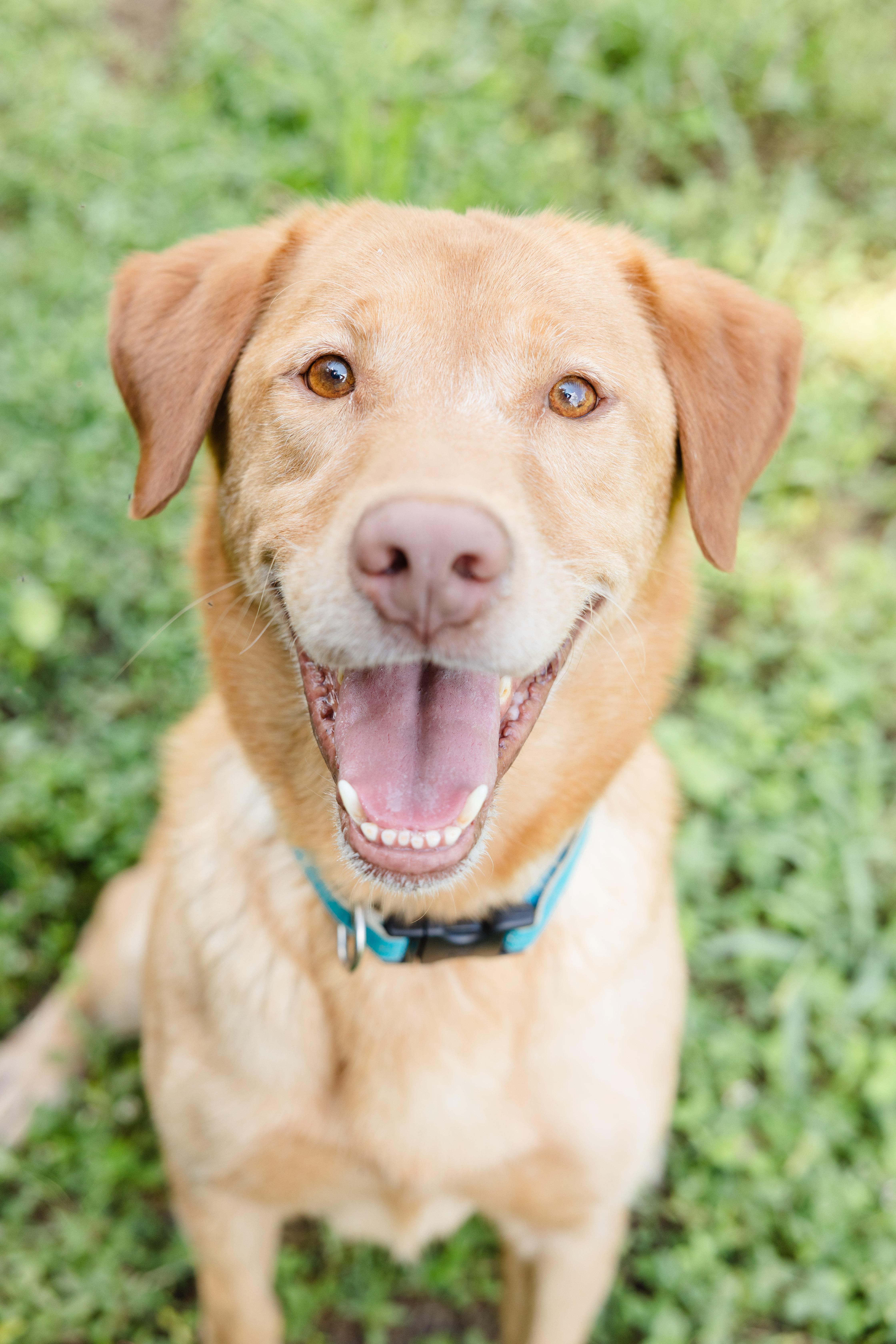 Johnny, a ADOPTABLE mixed breed in Newburgh, IN image 1/4