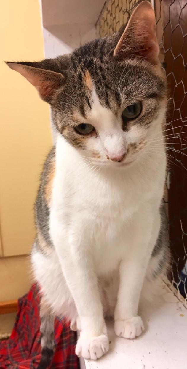 Enlarge Piccadilly, a Adoptable Calico in Kansas City, MO image 1/3