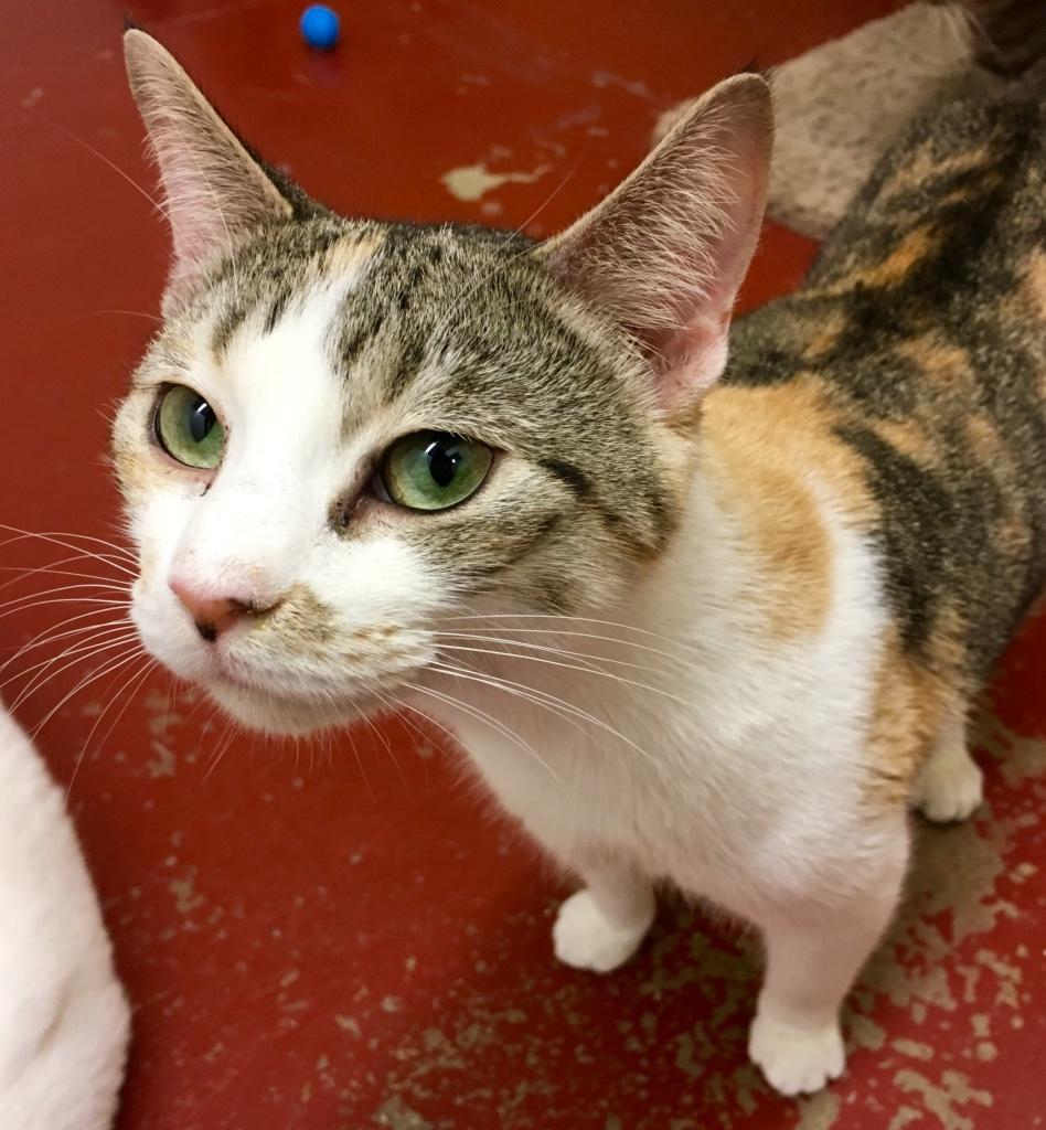Enlarge Piccadilly, a Adoptable Calico in Kansas City, MO image 2/3