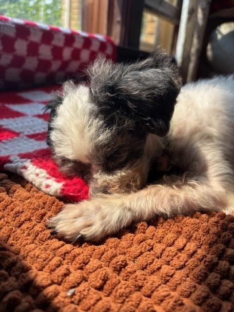 Otis photo 4