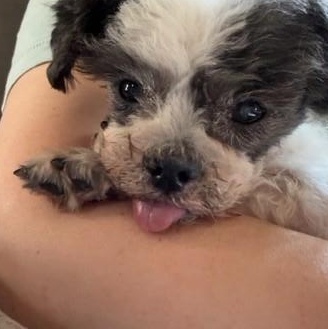 Otis, Senior Male unknown