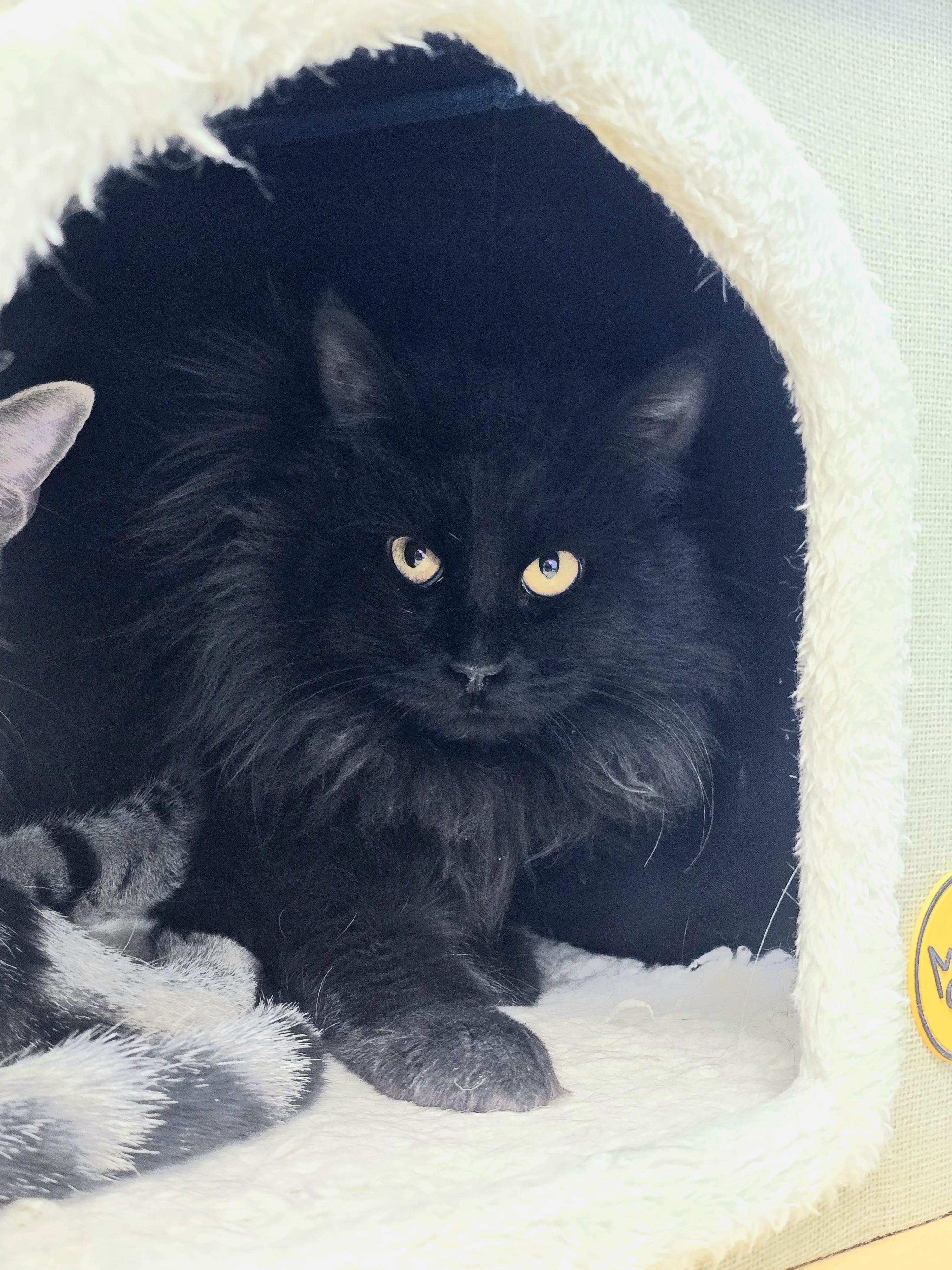 Enlarge Midnight, an adoptable Domestic Long Hair in Farmington, MO image 1/1