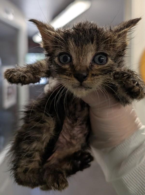 Enlarge Tarzan, a Adoptable mixed breed in Sechelt, BC image 2/2