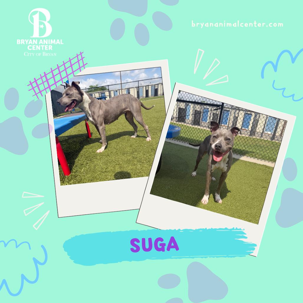 Enlarge Suga, a Adoptable mixed breed in Bryan, TX image 1/5