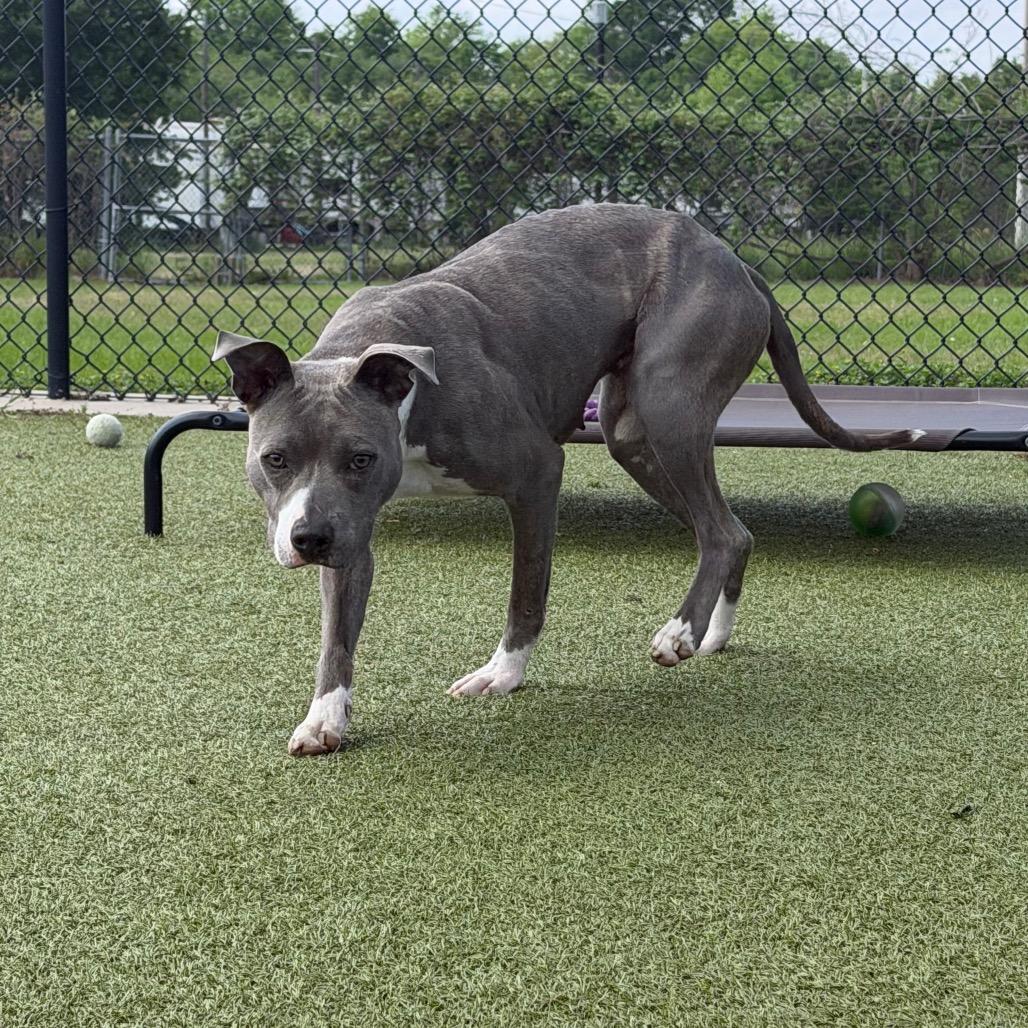 Enlarge Suga, a Adoptable mixed breed in Bryan, TX image 2/5