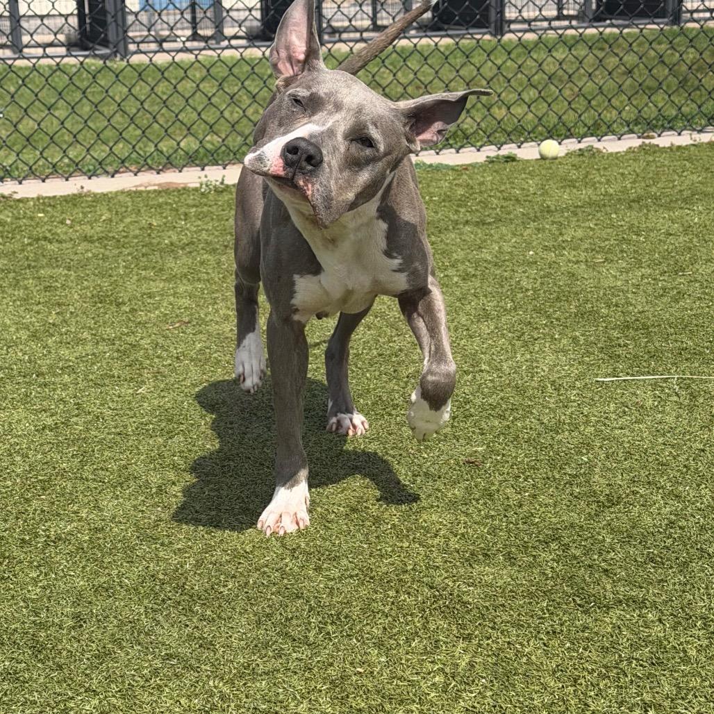 Enlarge Suga, a Adoptable mixed breed in Bryan, TX image 3/5