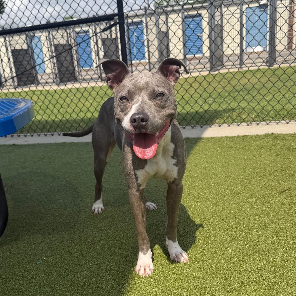 Enlarge Suga, a Adoptable mixed breed in Bryan, TX image 4/5