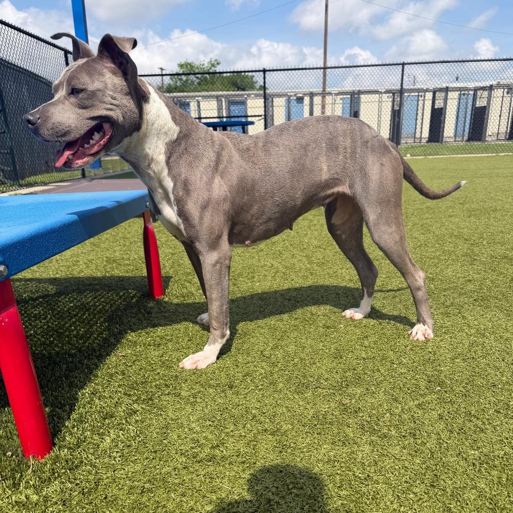 Enlarge Suga, a Adoptable mixed breed in Bryan, TX image 5/5