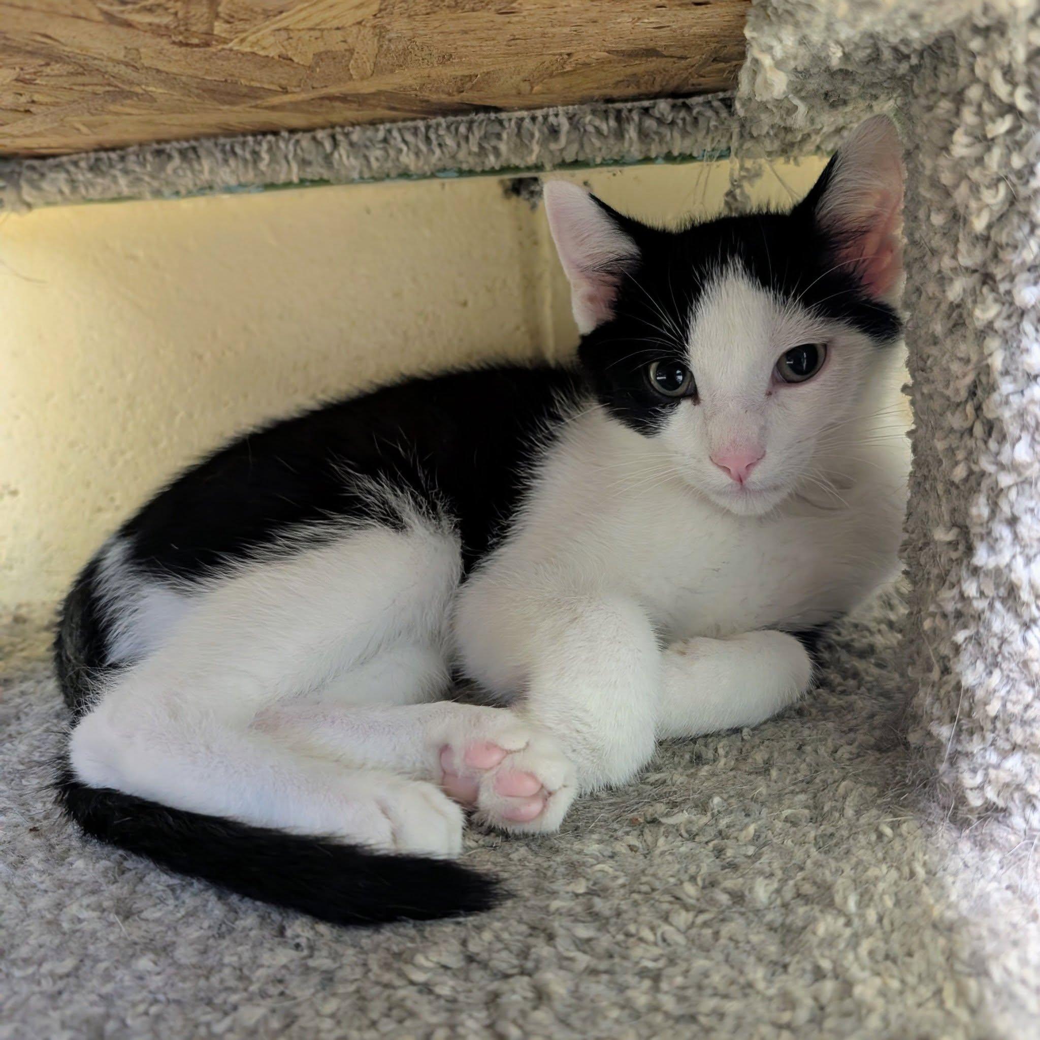 Enlarge Blade, a ADOPTABLE Domestic Short Hair in Newburgh, IN image 1/1