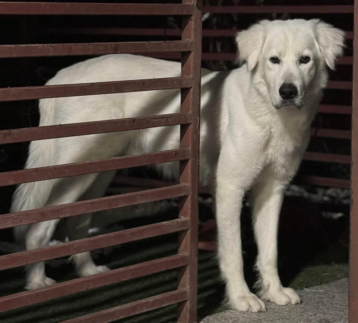 Enlarge Ricardo, a ADOPTABLE Great Pyrenees in Grove City, PA image 4/4