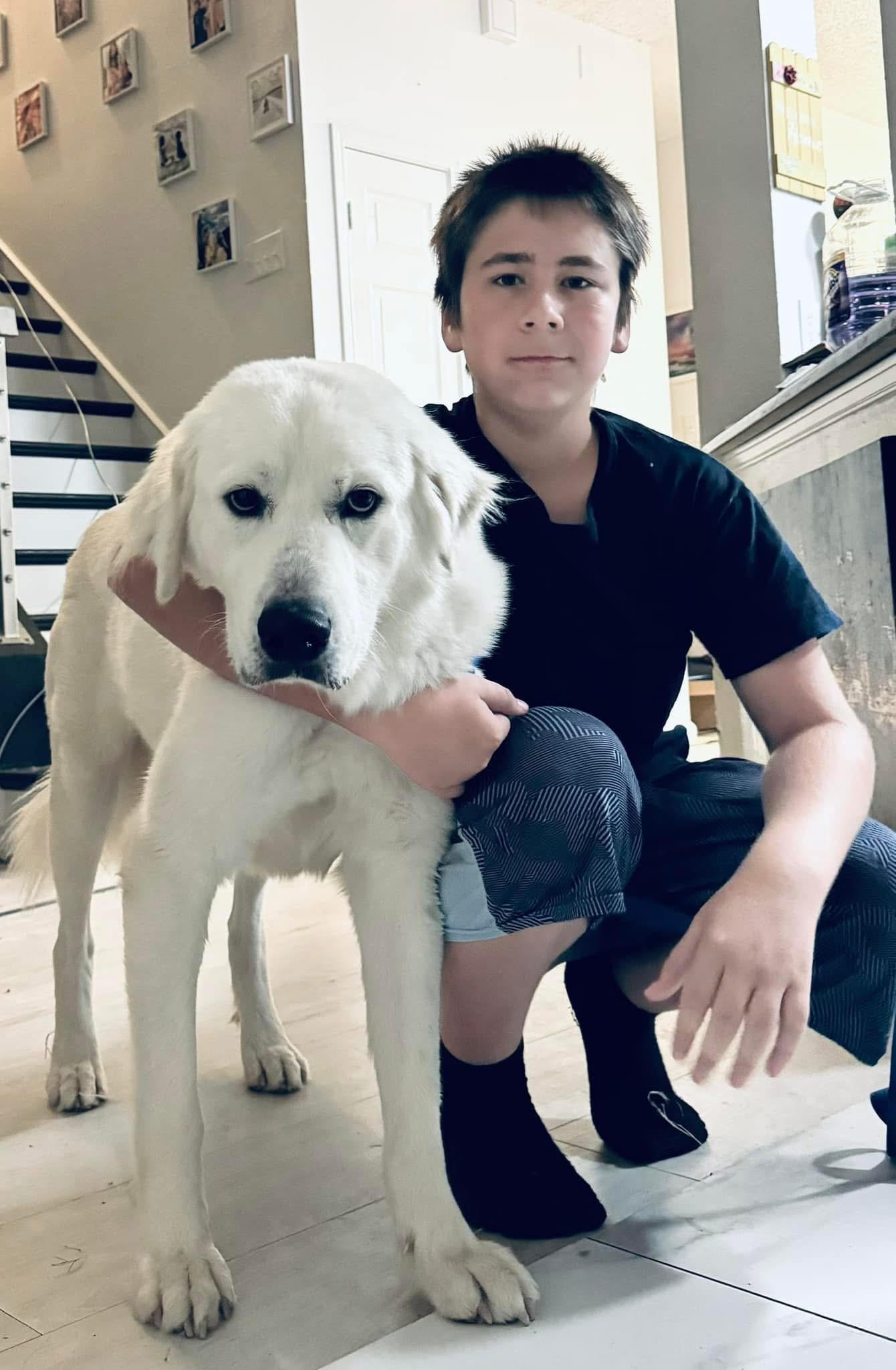 Enlarge Ricardo, a ADOPTABLE Great Pyrenees in Grove City, PA image 3/4