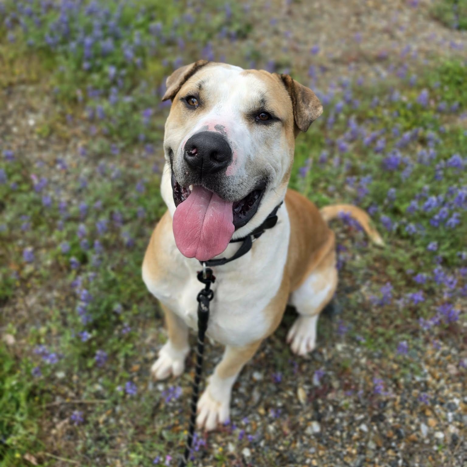 Flower, ADOPTABLE, Adult Male Shar-Pei & Mastiff.