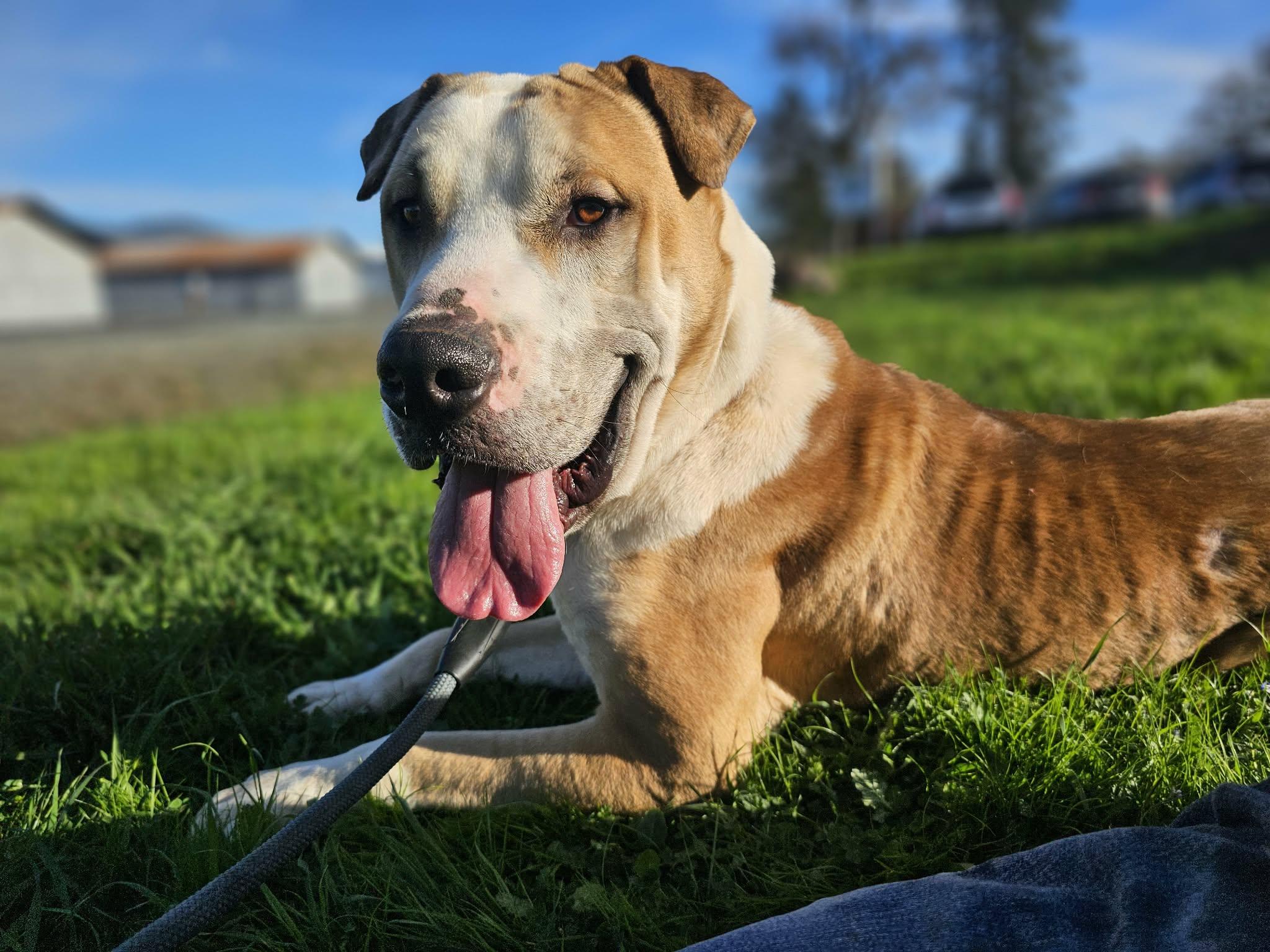 Enlarge Flower, a ADOPTABLE mixed breed in Grants Pass, OR image 3/6