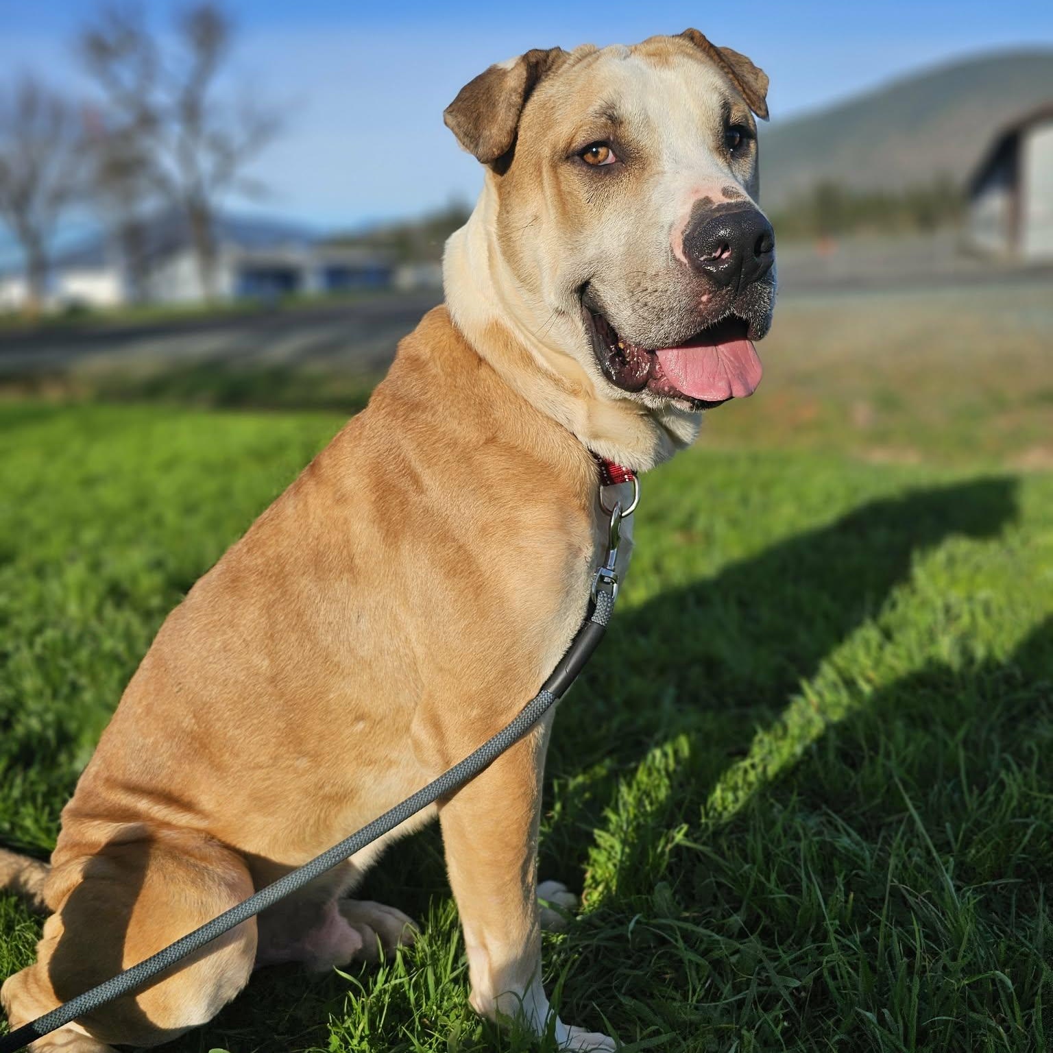 Enlarge Flower, a ADOPTABLE mixed breed in Grants Pass, OR image 1/6