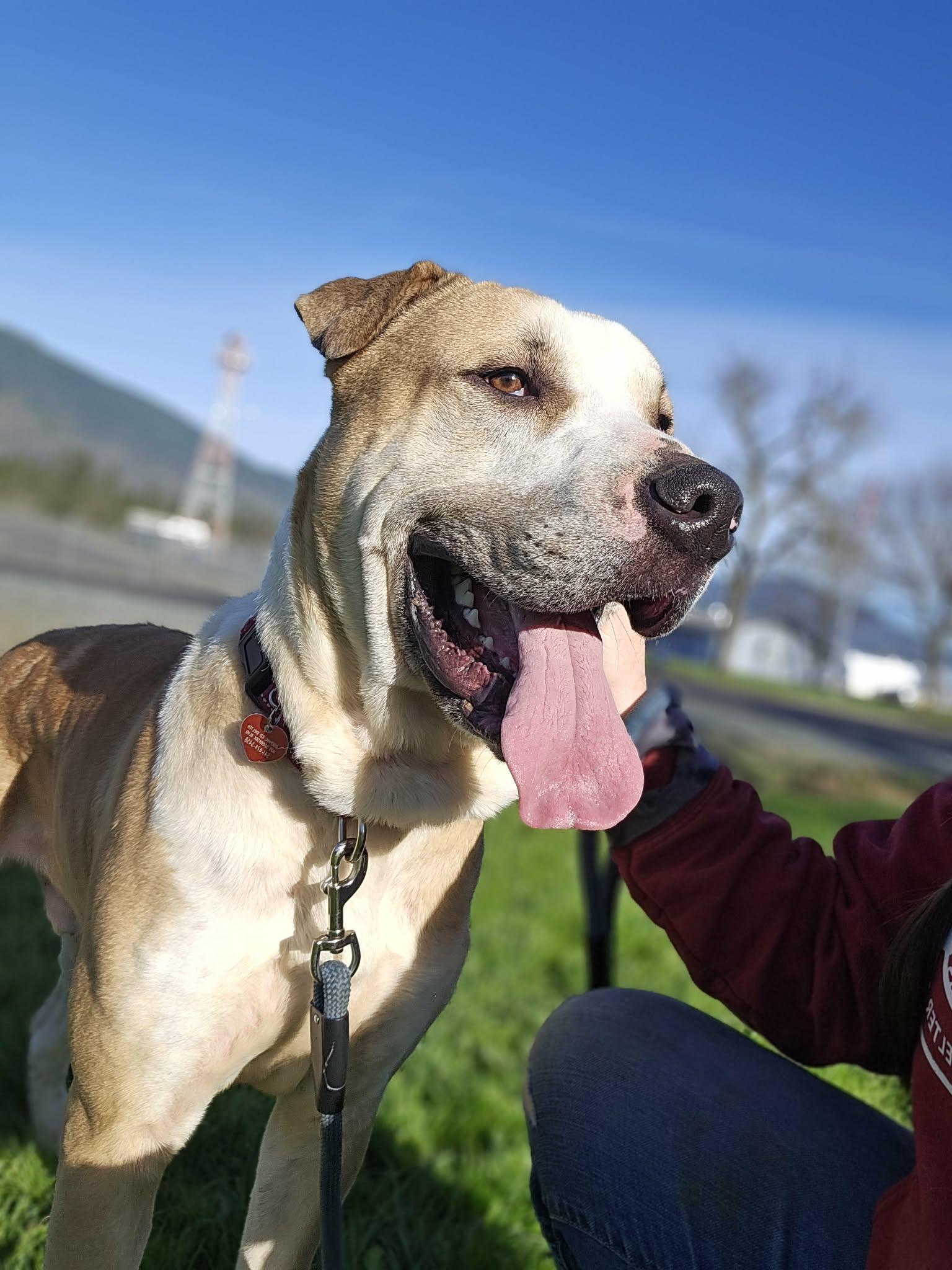 Enlarge Flower, a ADOPTABLE mixed breed in Grants Pass, OR image 6/6
