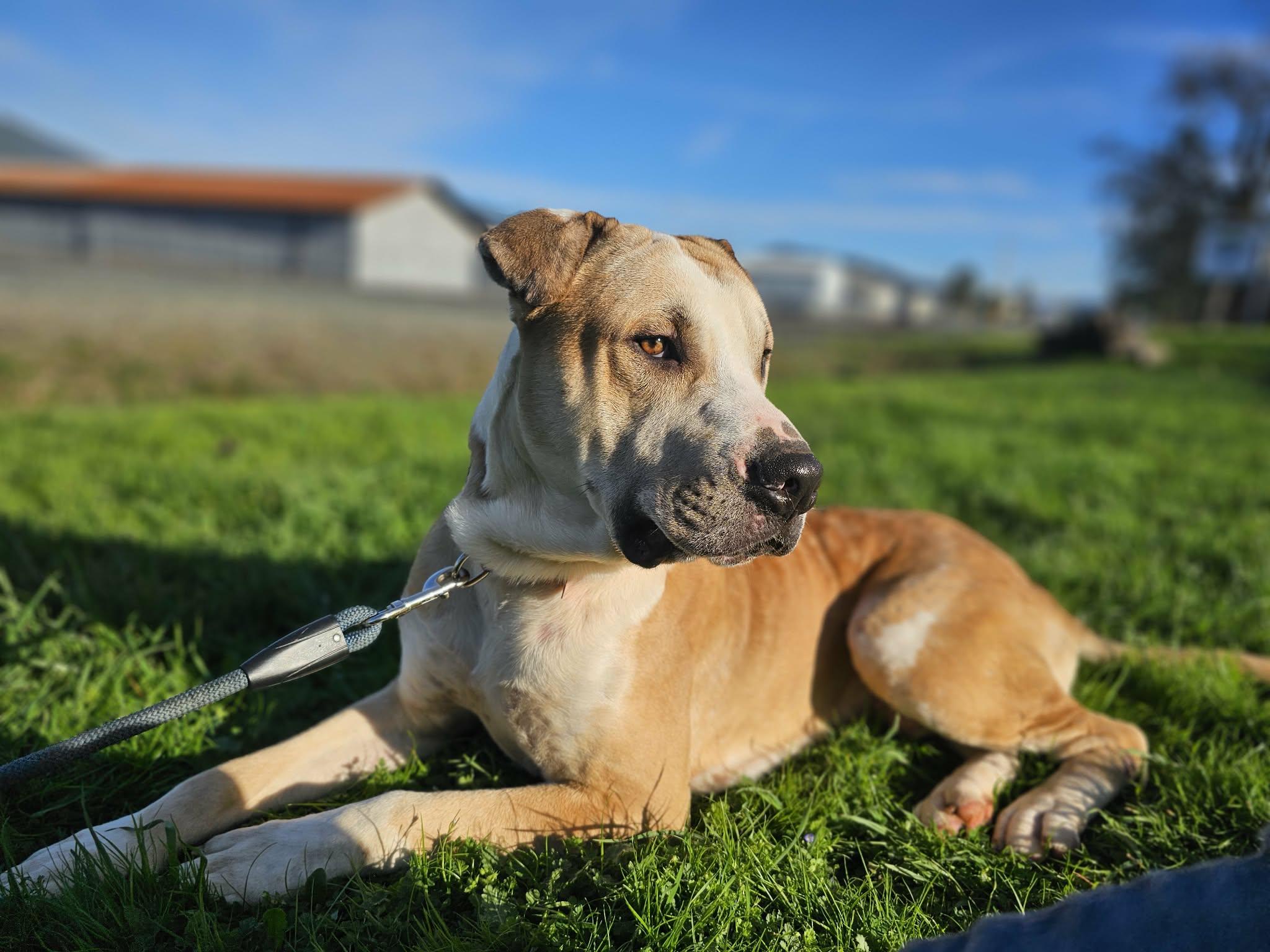 Enlarge Flower, a ADOPTABLE mixed breed in Grants Pass, OR image 2/6