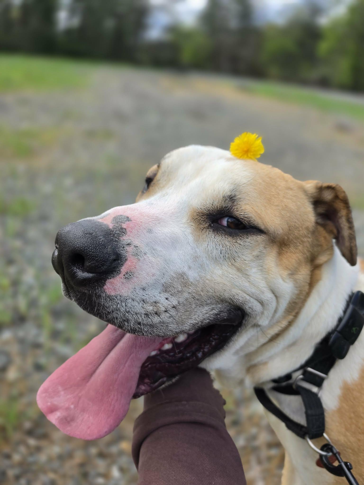 Enlarge Flower, a ADOPTABLE mixed breed in Grants Pass, OR image 6/6