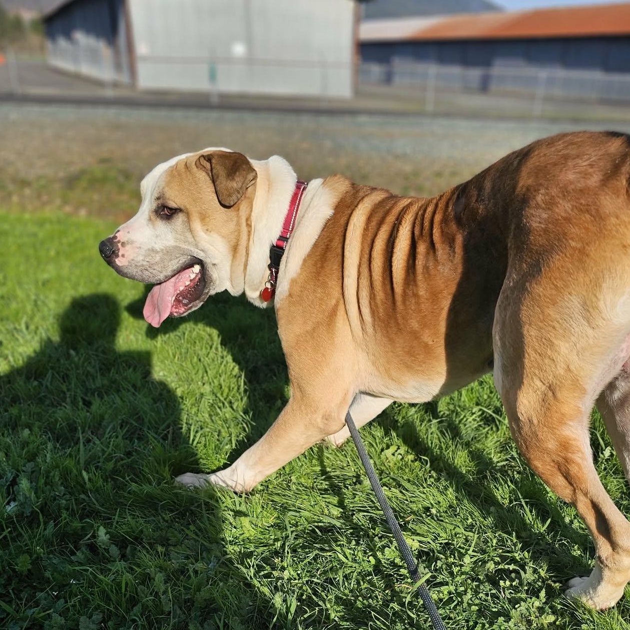 Enlarge Flower, a ADOPTABLE mixed breed in Grants Pass, OR image 4/6