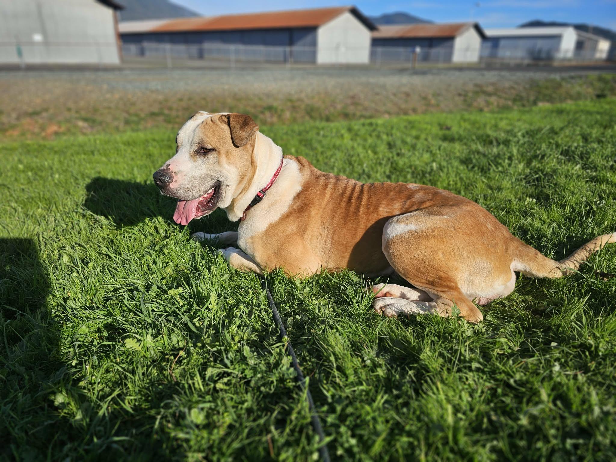 Enlarge Flower, a ADOPTABLE mixed breed in Grants Pass, OR image 5/6