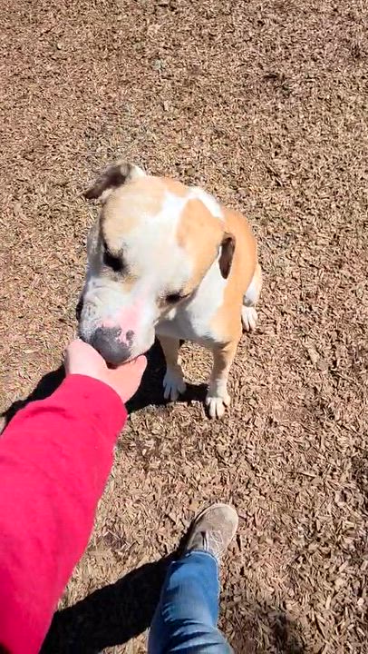 Enlarge Flower, a ADOPTABLE mixed breed in Grants Pass, OR video 5/6