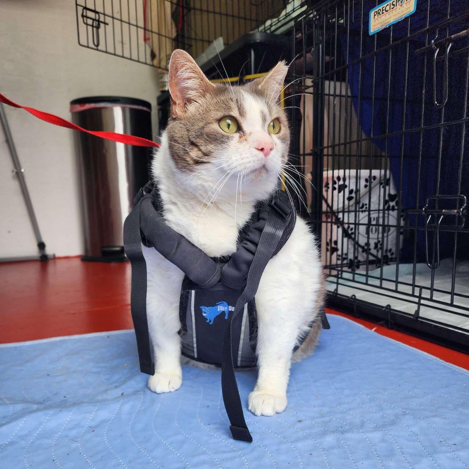 Enlarge Jugo, a ADOPTABLE Domestic Short Hair in Piscataway, NJ image 2/3