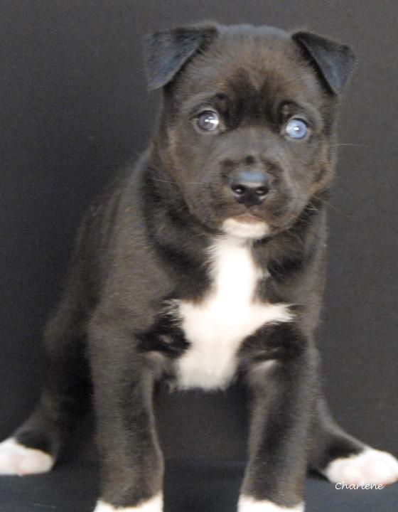 Ragnar, an adopted mixed breed in Newland, NC image 3/3