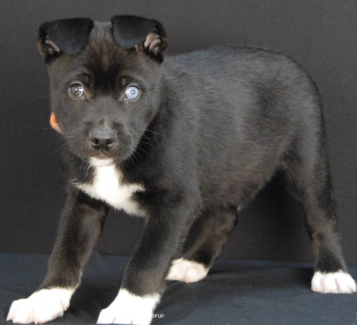 Ragnar, an adopted mixed breed in Newland, NC image 1/3