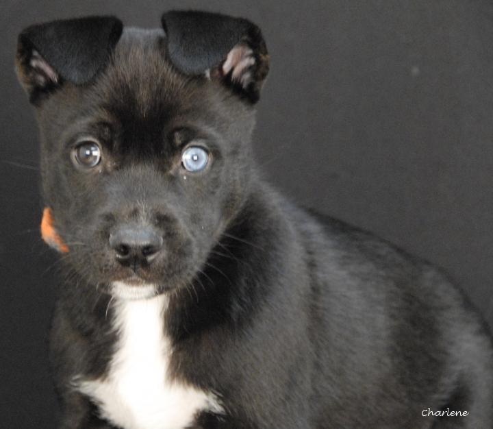 Ragnar, an adopted mixed breed in Newland, NC image 2/3