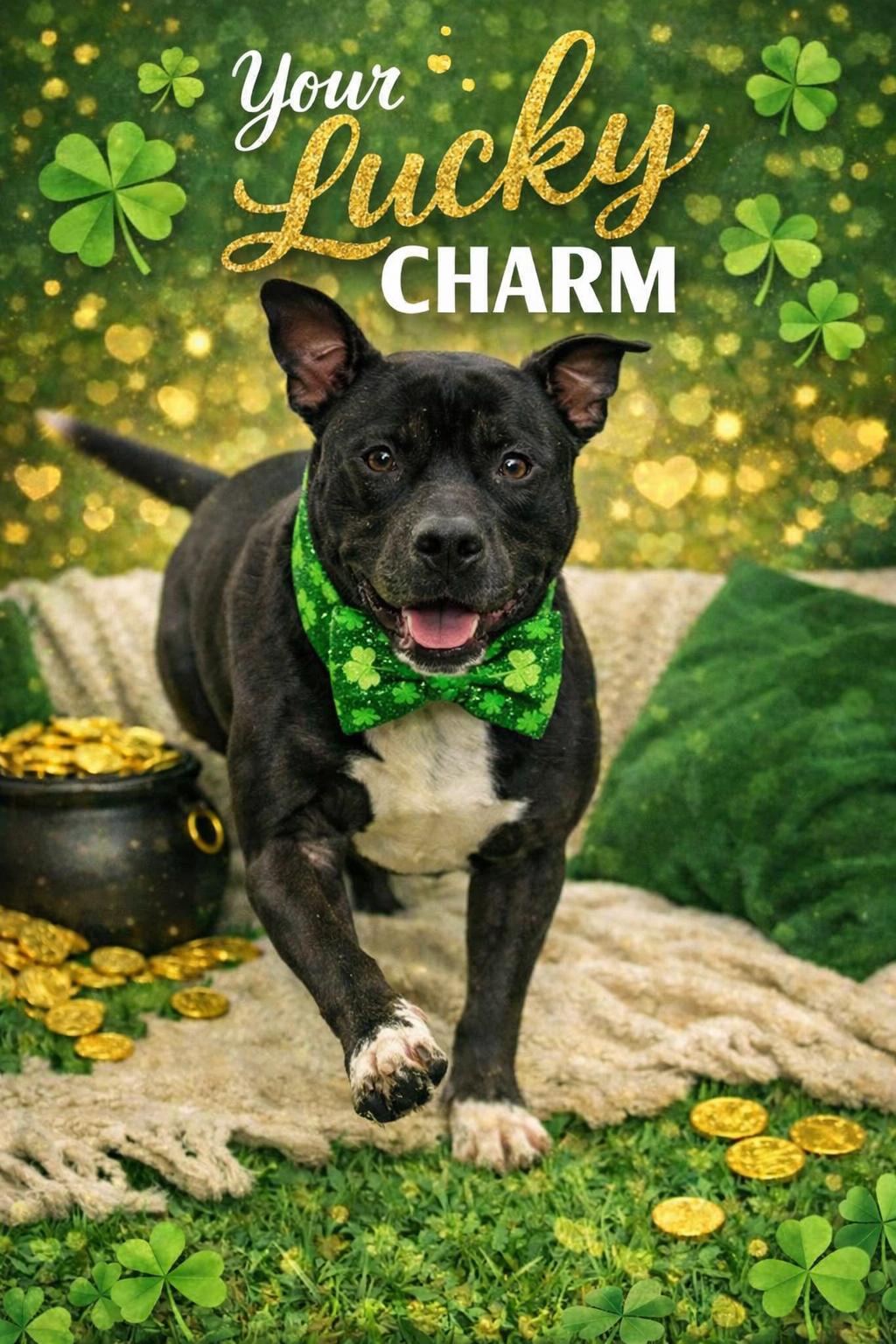 Beau Beau, Adoptable, Adult Male Staffordshire Bull Terrier.