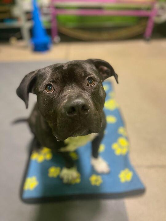 Enlarge Beau Beau, a Adoptable mixed breed in Belleville, MI image 3/5