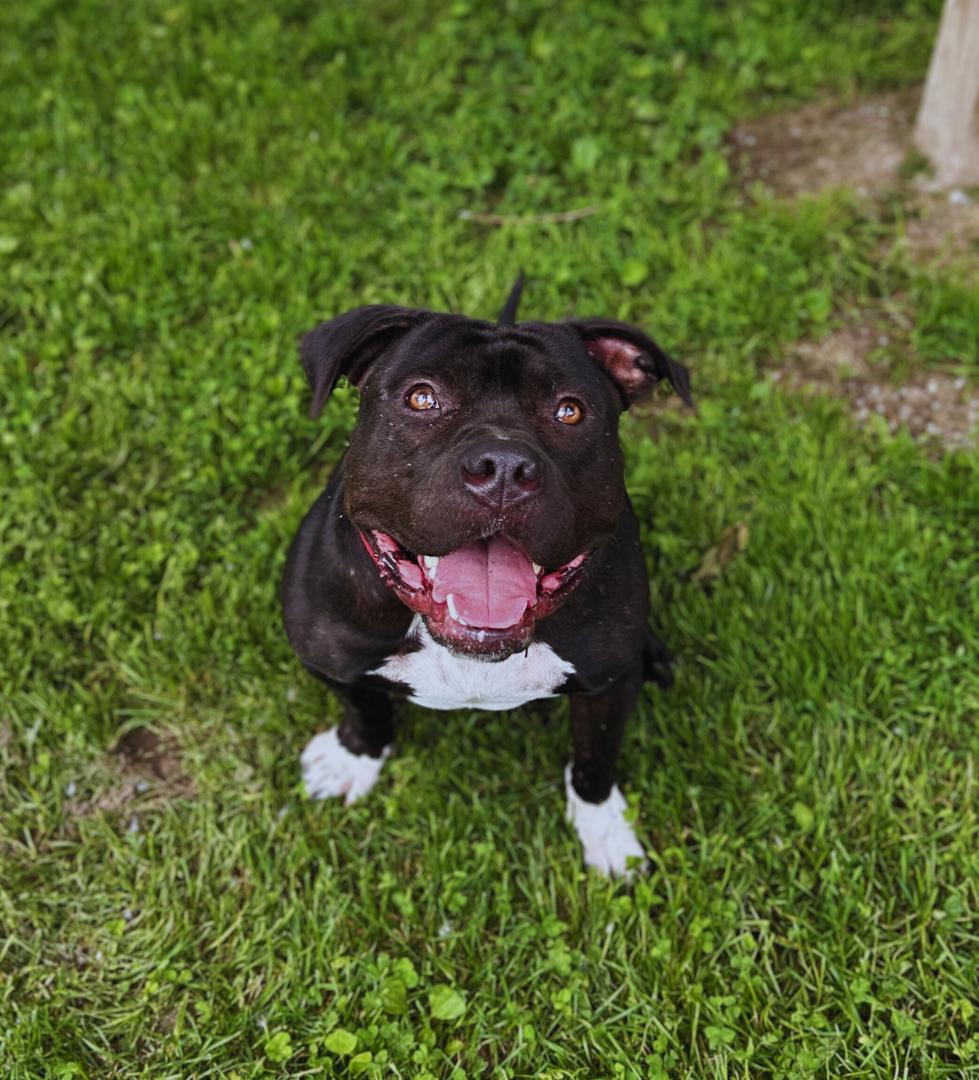 Beau Beau — thumbnail 2