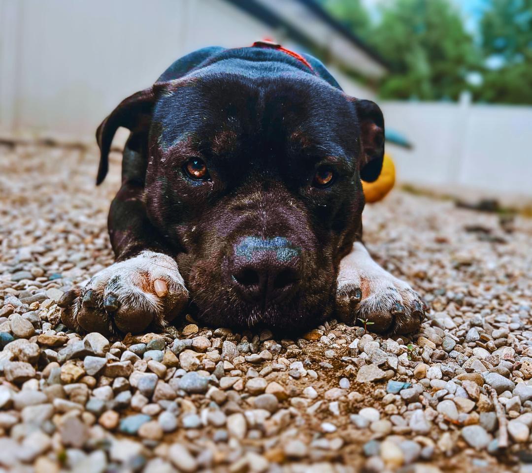 Beau Beau — thumbnail 3