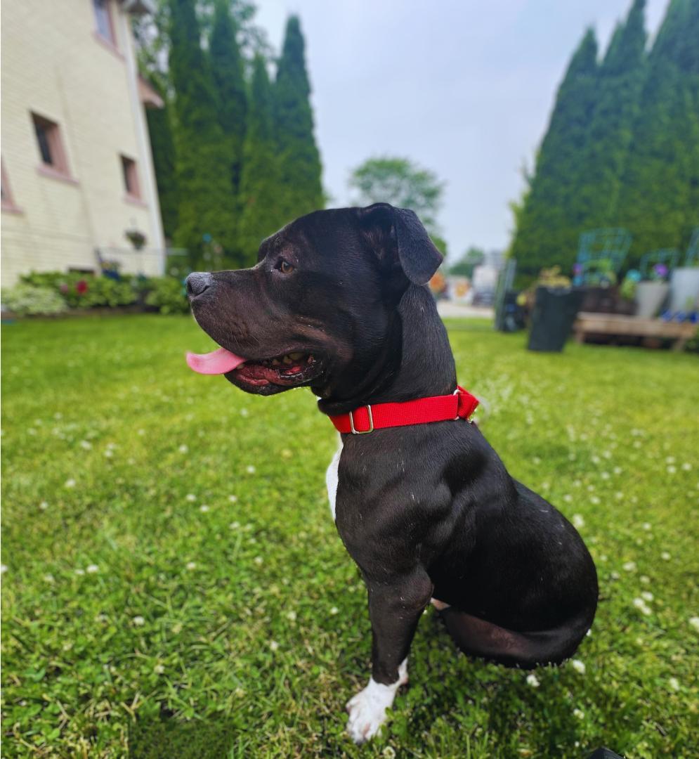 Beau Beau, a Adoptable mixed breed in Belleville, MI image 6/6