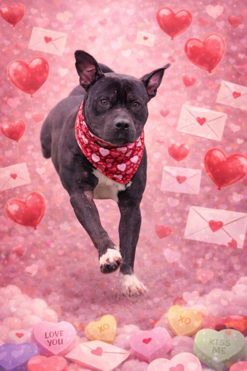 Enlarge Beau Beau, a Adoptable mixed breed in Belleville, MI image 1/6